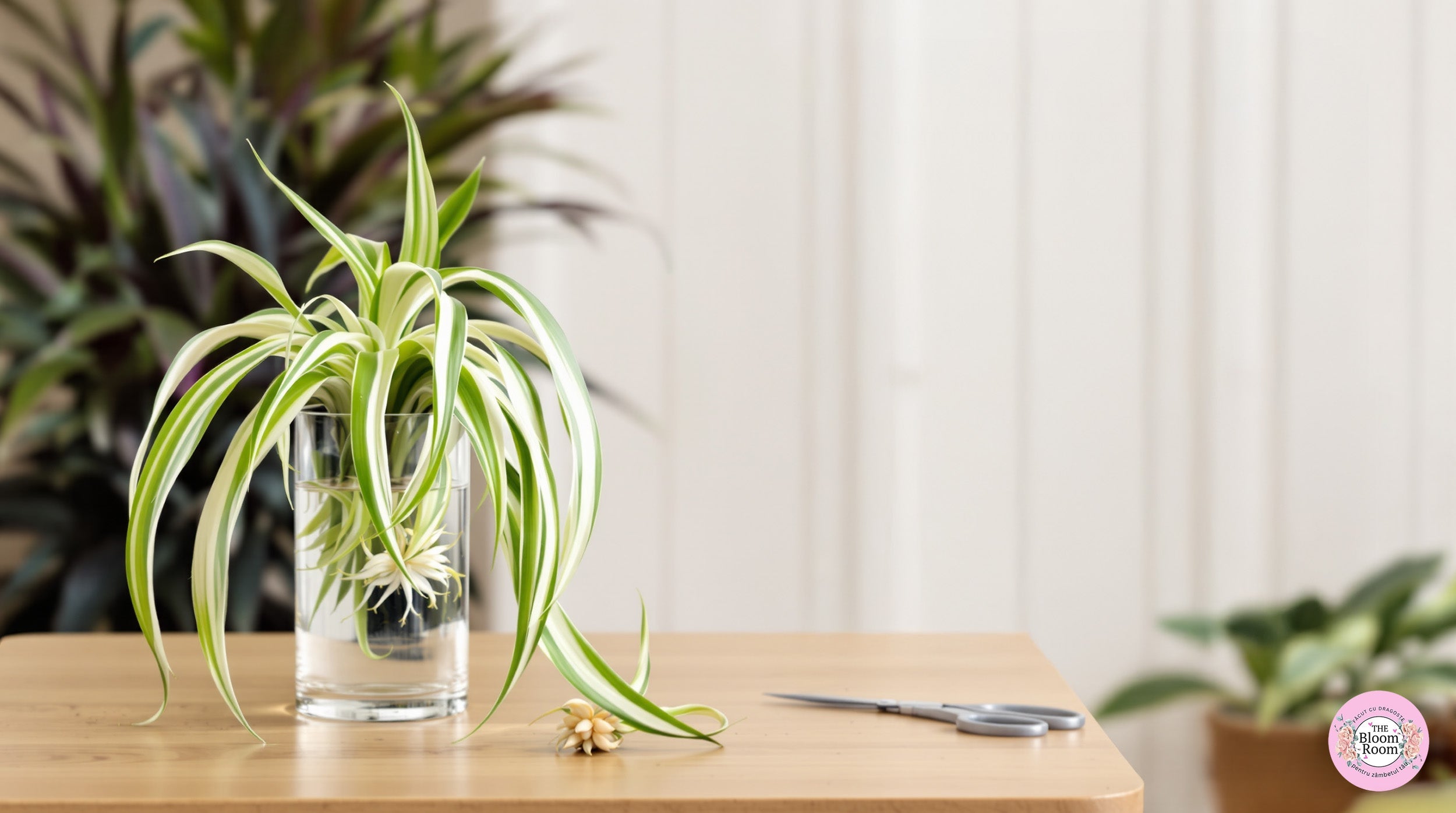 Cum să înmulțești planta păianjen (Chlorophytum comosum): Ghid complet