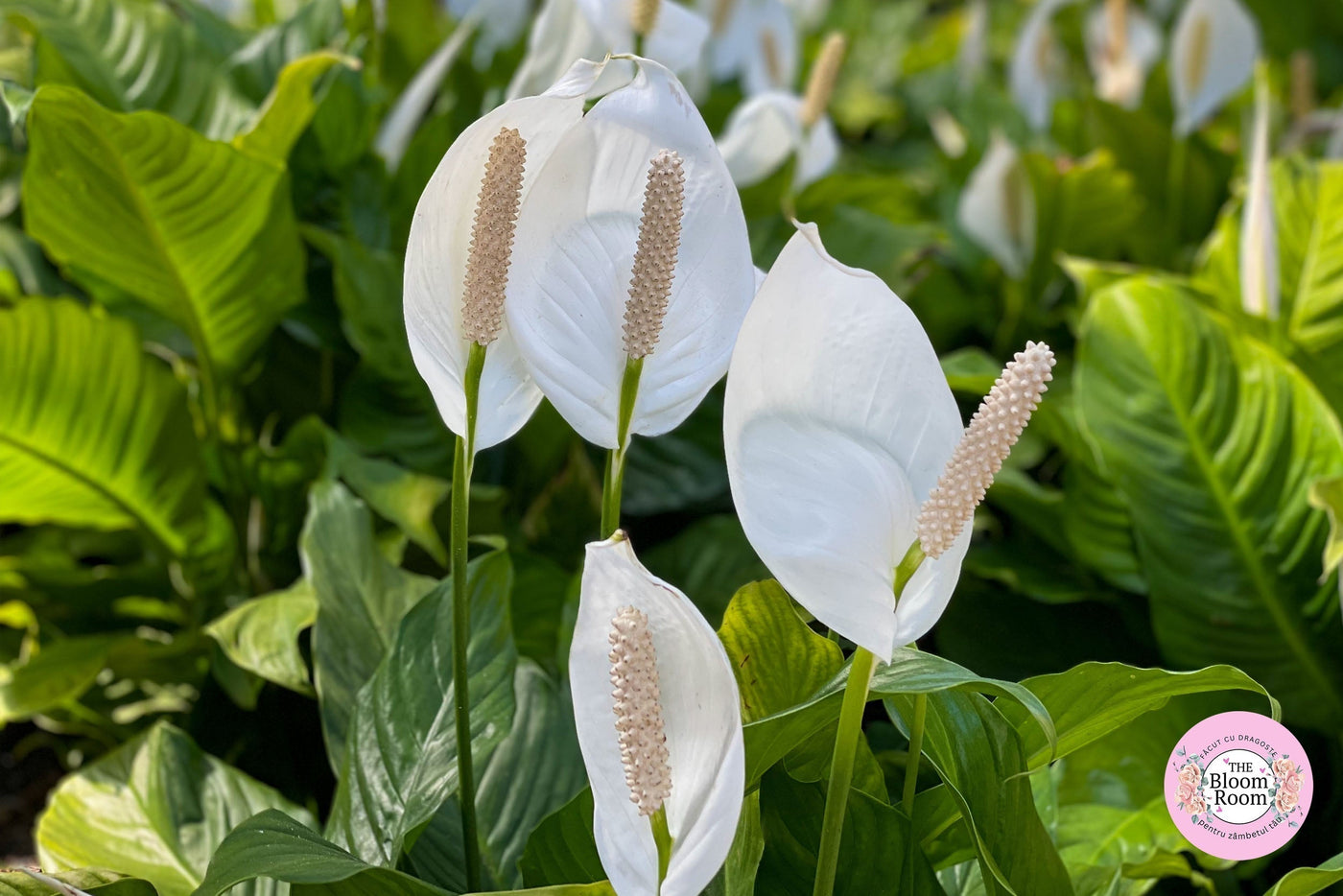 Crino della pace (Spathiphyllum): cura, benefici e in camera da letto