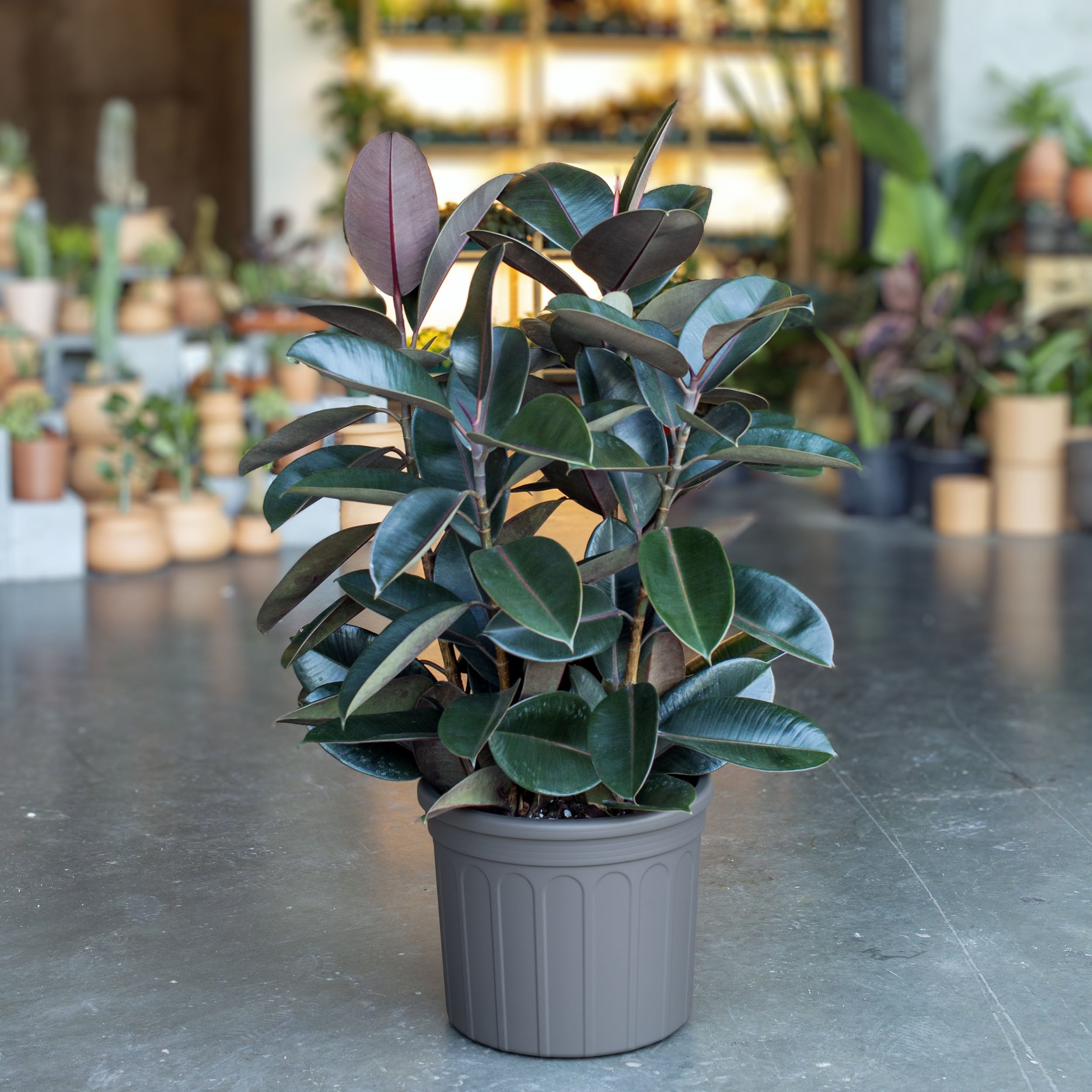 Tot despre Ficus: Îngrijire, tipuri și sfaturi pentru planta preferată a românilor