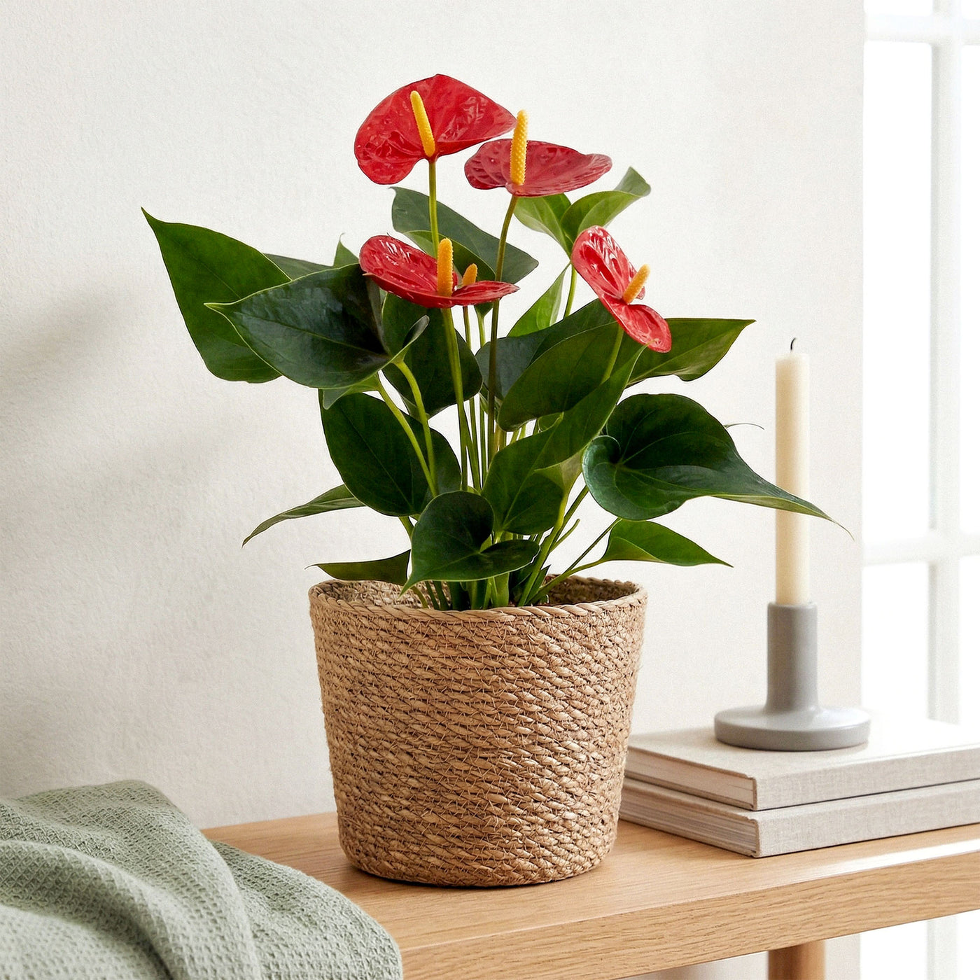 Anthurium Rot - Zimmerpflanze
