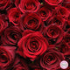 Ramo de 101 rosas rojas en Bucarest