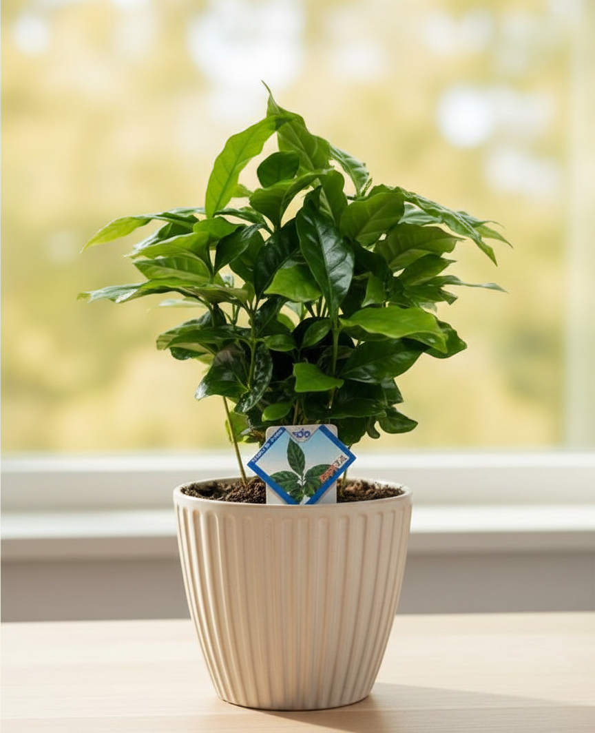 Coffea Arabica în ghiveci