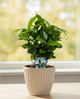 Coffea Arabica im Topf