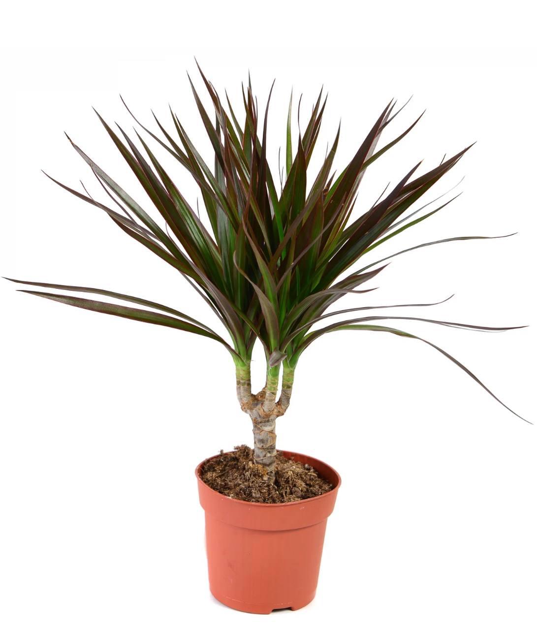 dracaena bitkisi Dracaena Marginata - İç Mekan Bitkisi