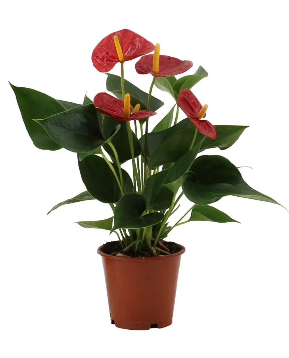 floare anthurium Red Anthurium - Indoor Plant