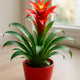 Red Guzmania in a pot