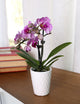 Mini-Orchidee