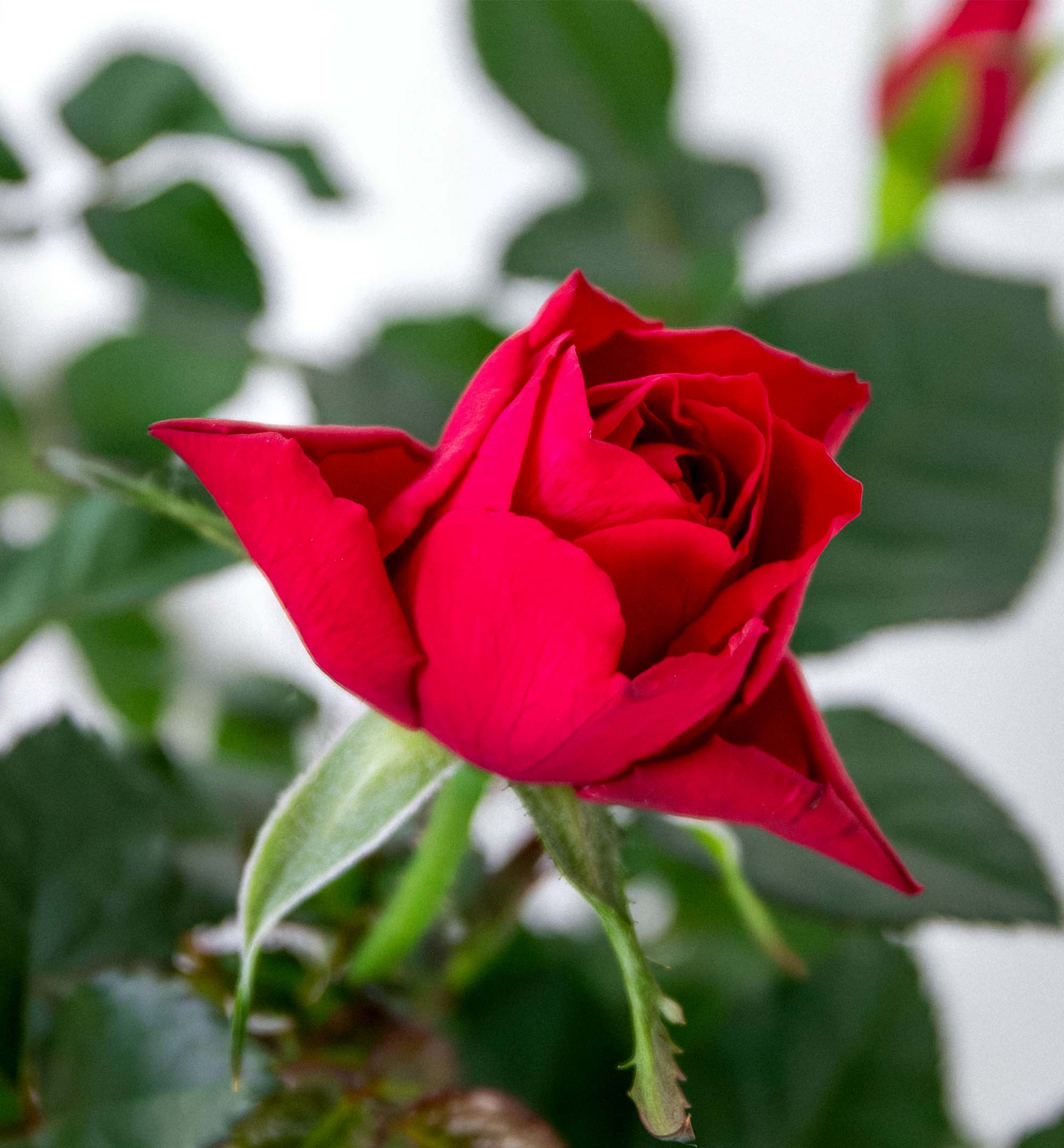 Trandafi in ghiveci The Bloom Room