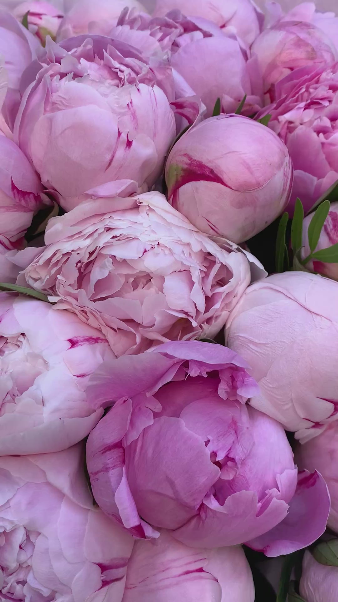 Buchet 55 Bujori Roz